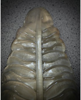 Applique in Vetro Artistico di Murano Color oro e Ottone