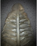 Applique in Vetro Artistico di Murano Color oro e Ottone