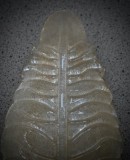 Applique in Vetro Artistico di Murano "Graniglia" Oro e Ottone